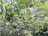 A lush indoor garden filled with a variety of green plants and foliage. White flowers are scattered throughout the dense greenery, which includes ferns and large leafy plants. Sunlight filters through a glass structure, enhancing the vibrant colors of the leaves.