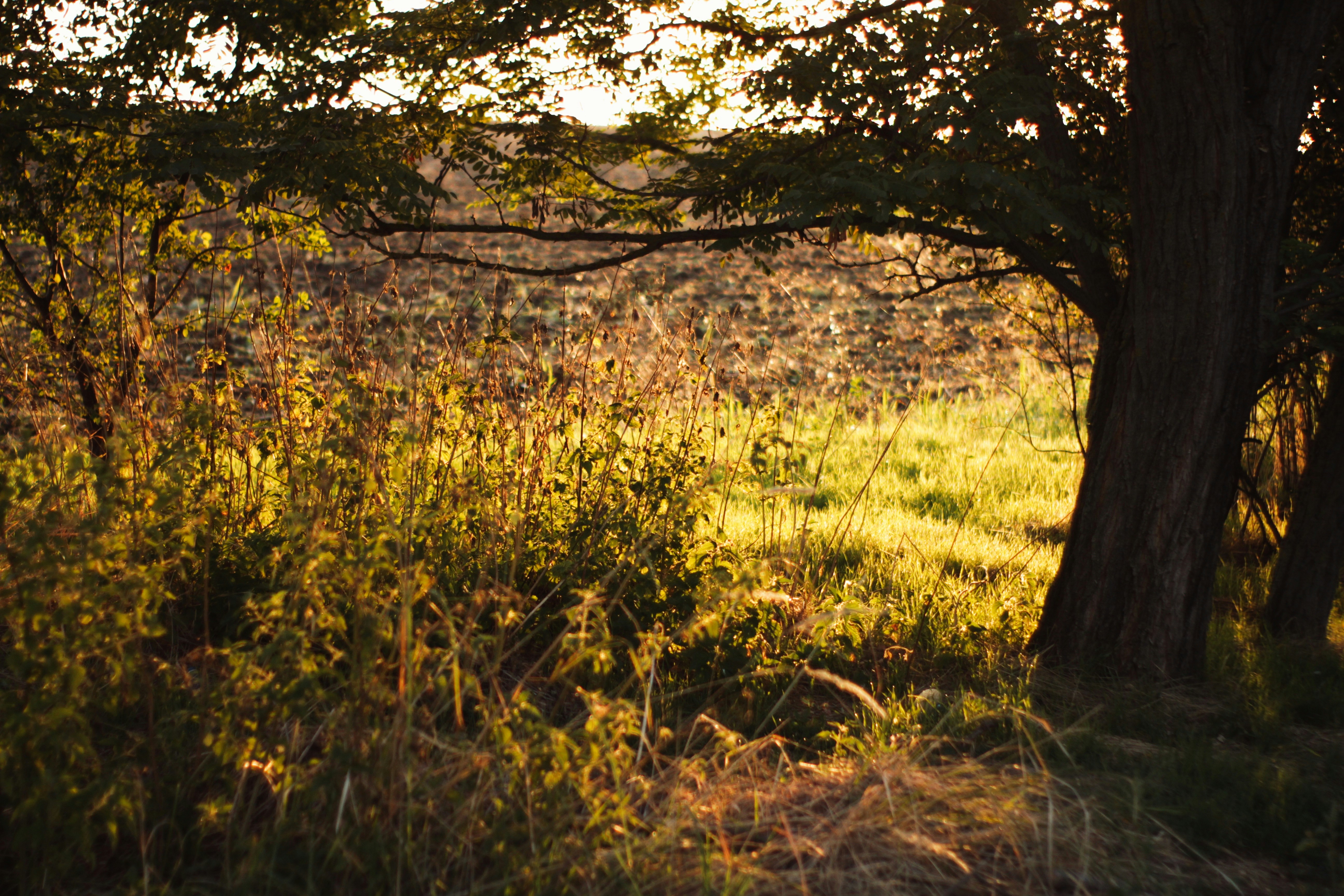 Photo by filip_lazar