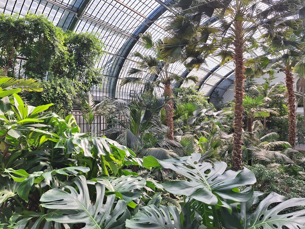 Das Innere eines tropischen Gewächshauses mit Palmen