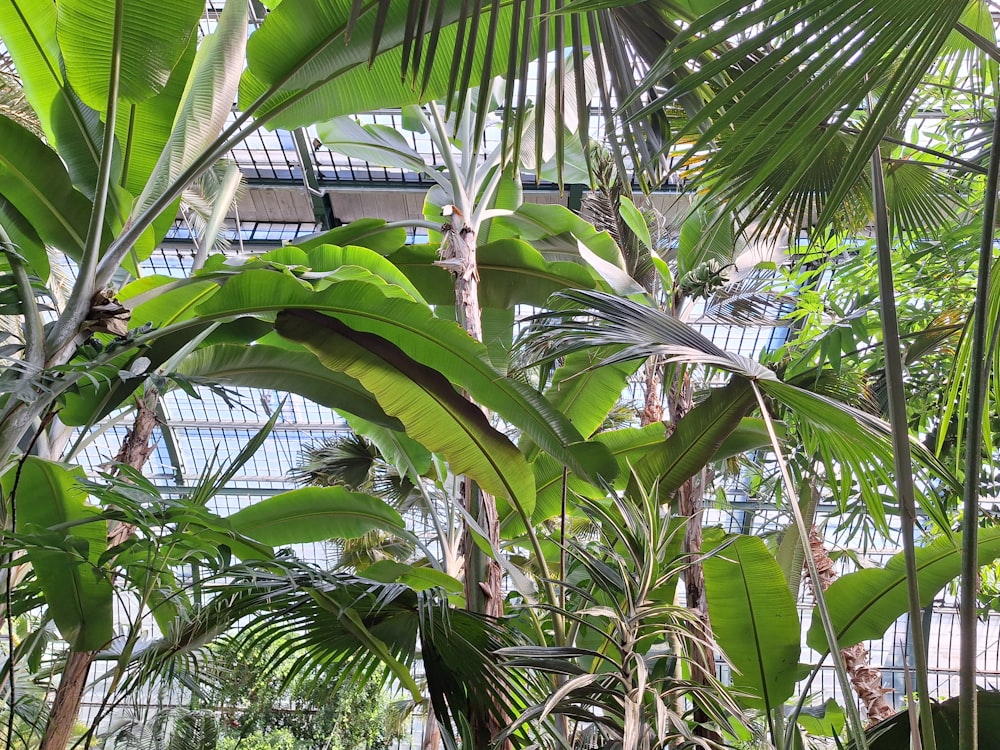 a bunch of palm trees inside of a building