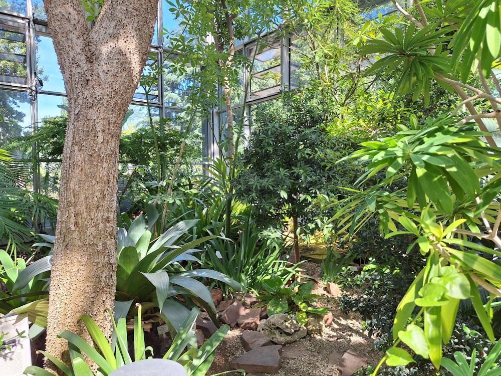 a view of a garden with a tree and some plants