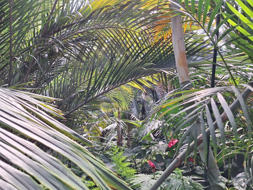 a bunch of trees that are in the grass