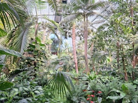 A lush indoor botanical garden filled with a variety of tropical plants and trees. Tall palm trees loom over the dense foliage of ferns and broadleaf plants. Vibrant red flowers add a pop of color amidst the greenery, and light filters in through a glass ceiling.