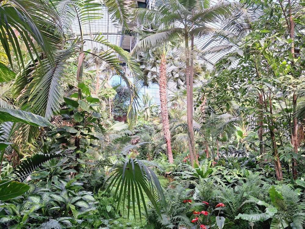 a lush green forest filled with lots of trees