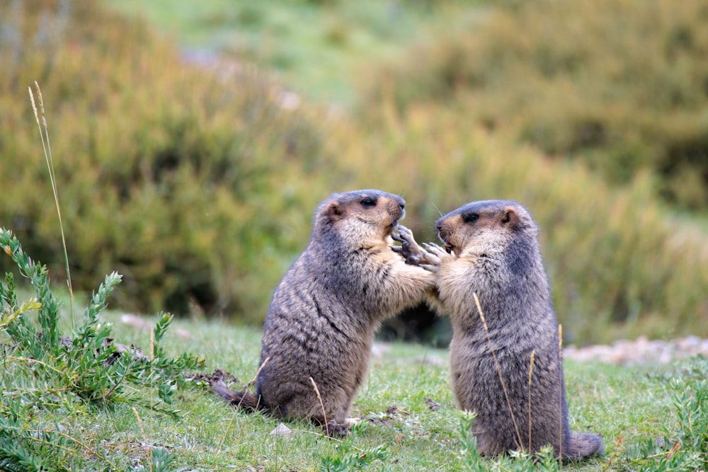 a couple of animals standing on top of a lush green field