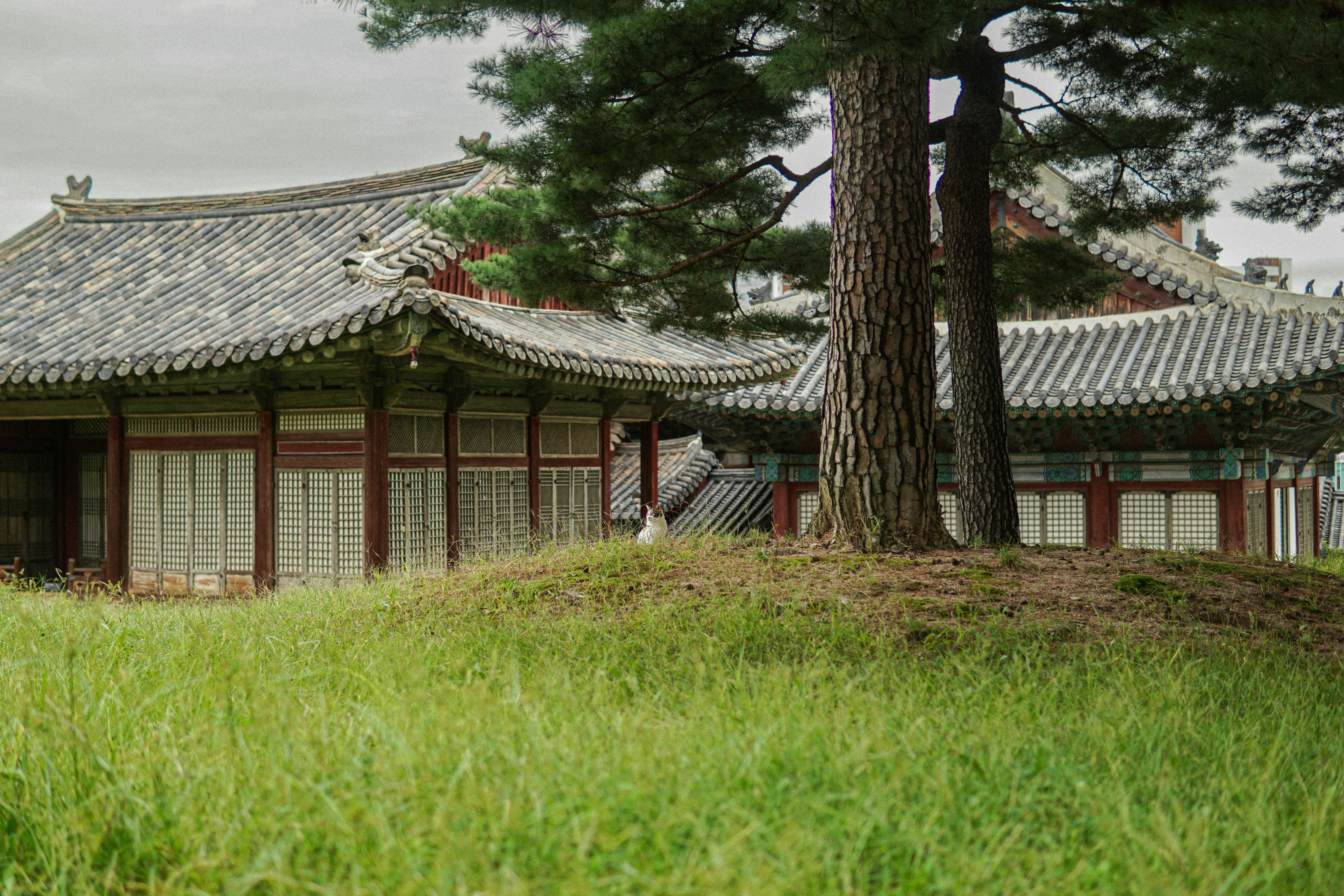 Photo by cafe_yoyogi