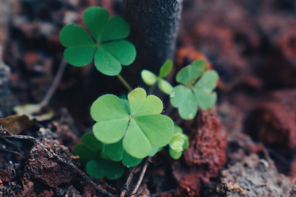 a small green plant growing out of the ground