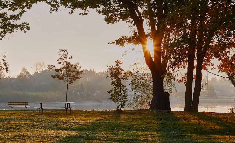 um banco de parque sentado ao lado de uma árvore perto de um lago