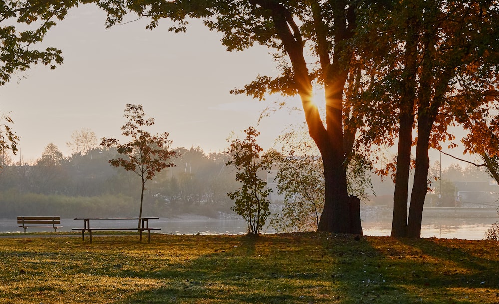 a park bench sitting next to a tree near a lake