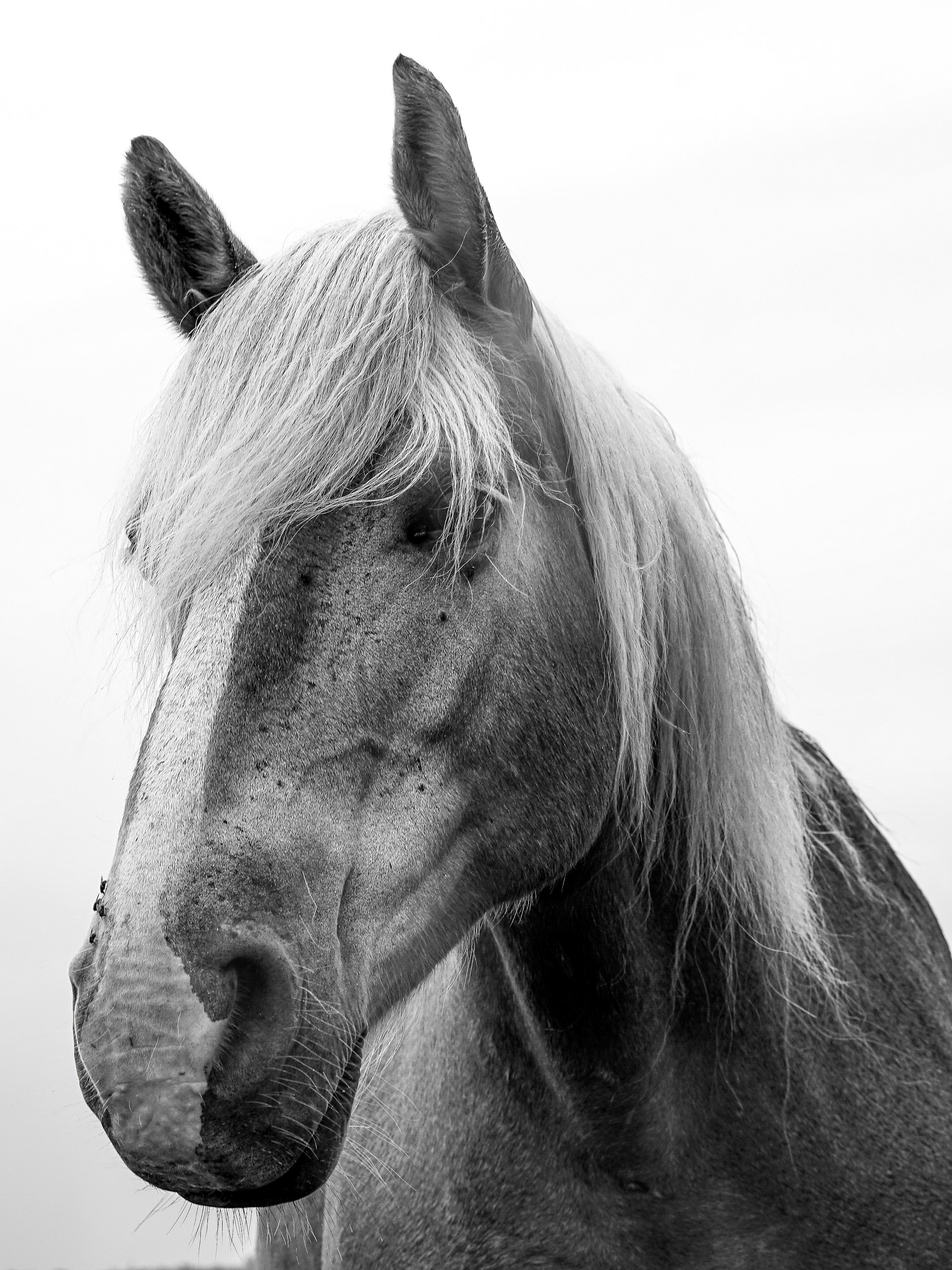 a black and white photo of a horse