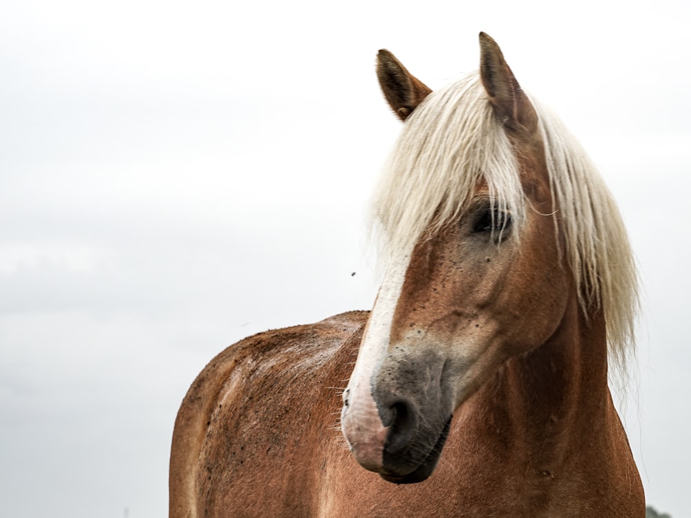 a close up of a horse with a sky background