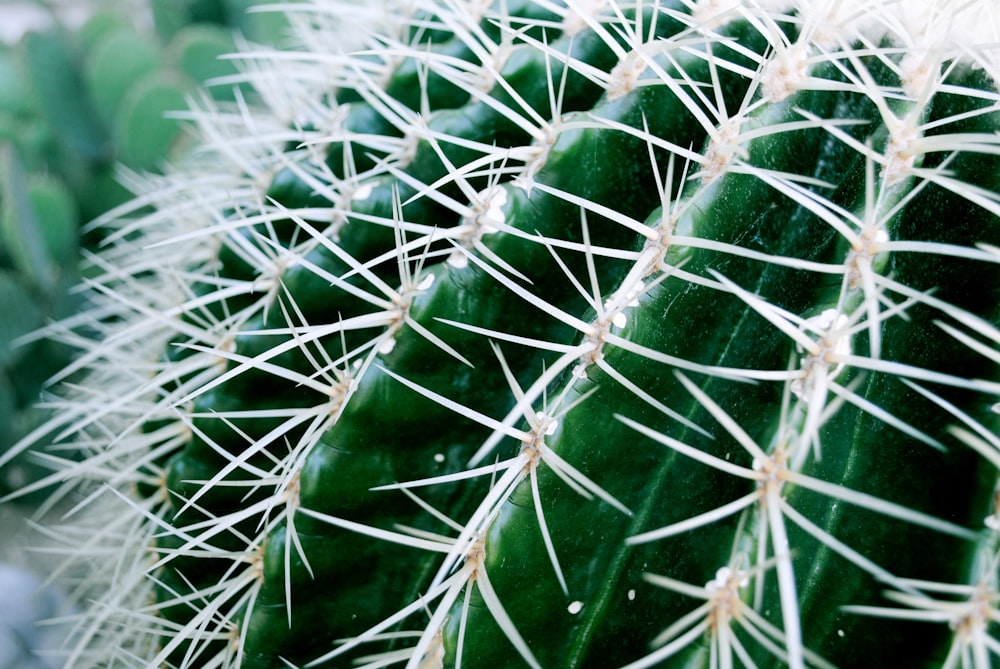 a close up of a green cactus with white needles