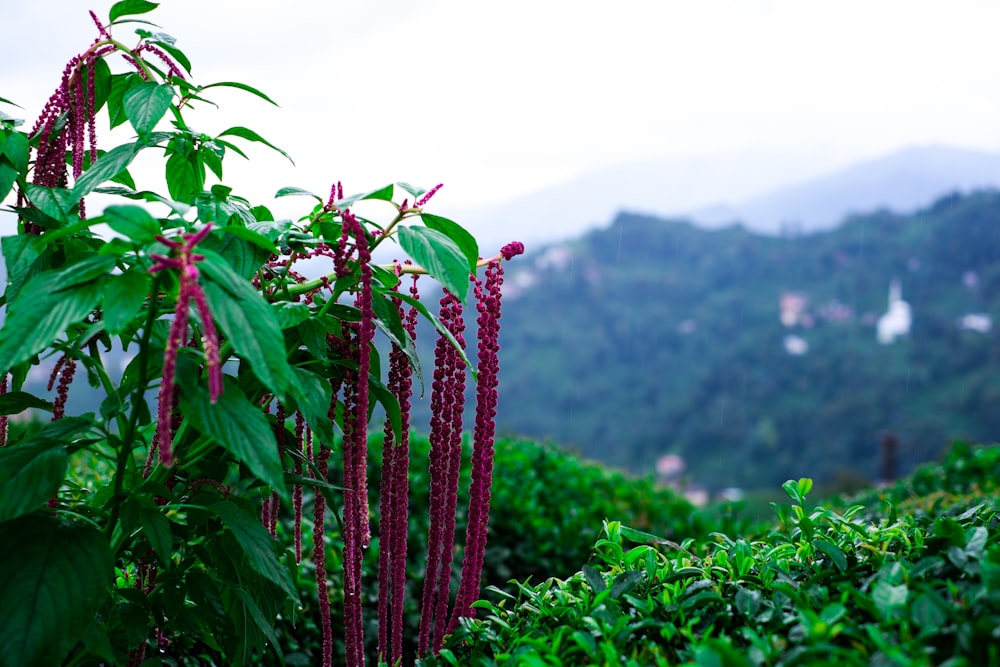 ein üppig grüner Hügel, der mit vielen lila Blumen bedeckt ist