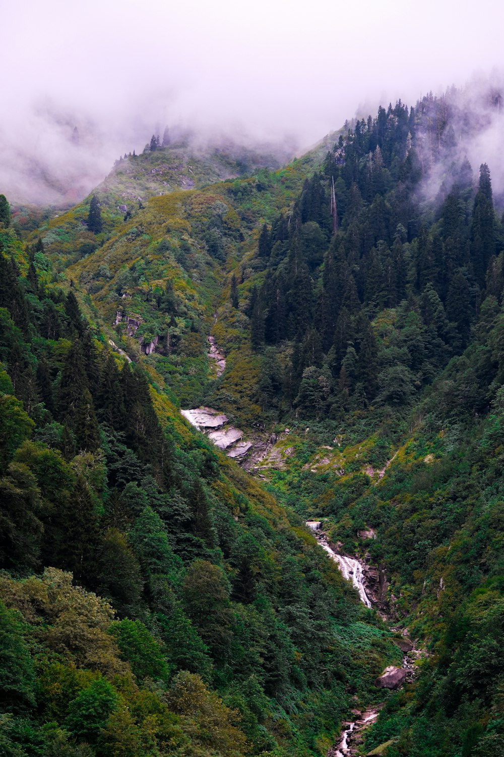 a river running through a lush green forest