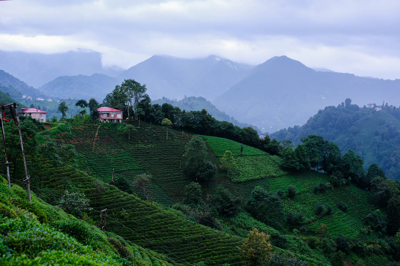 Tea gardens on misty hills, Rize