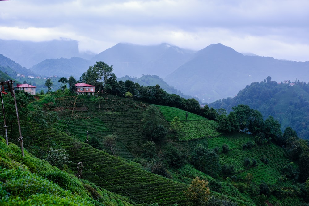 a lush green hillside covered in lots of trees