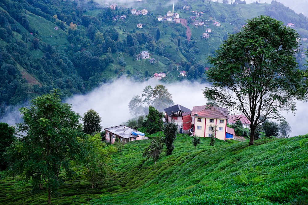 a house on a green hill surrounded by trees