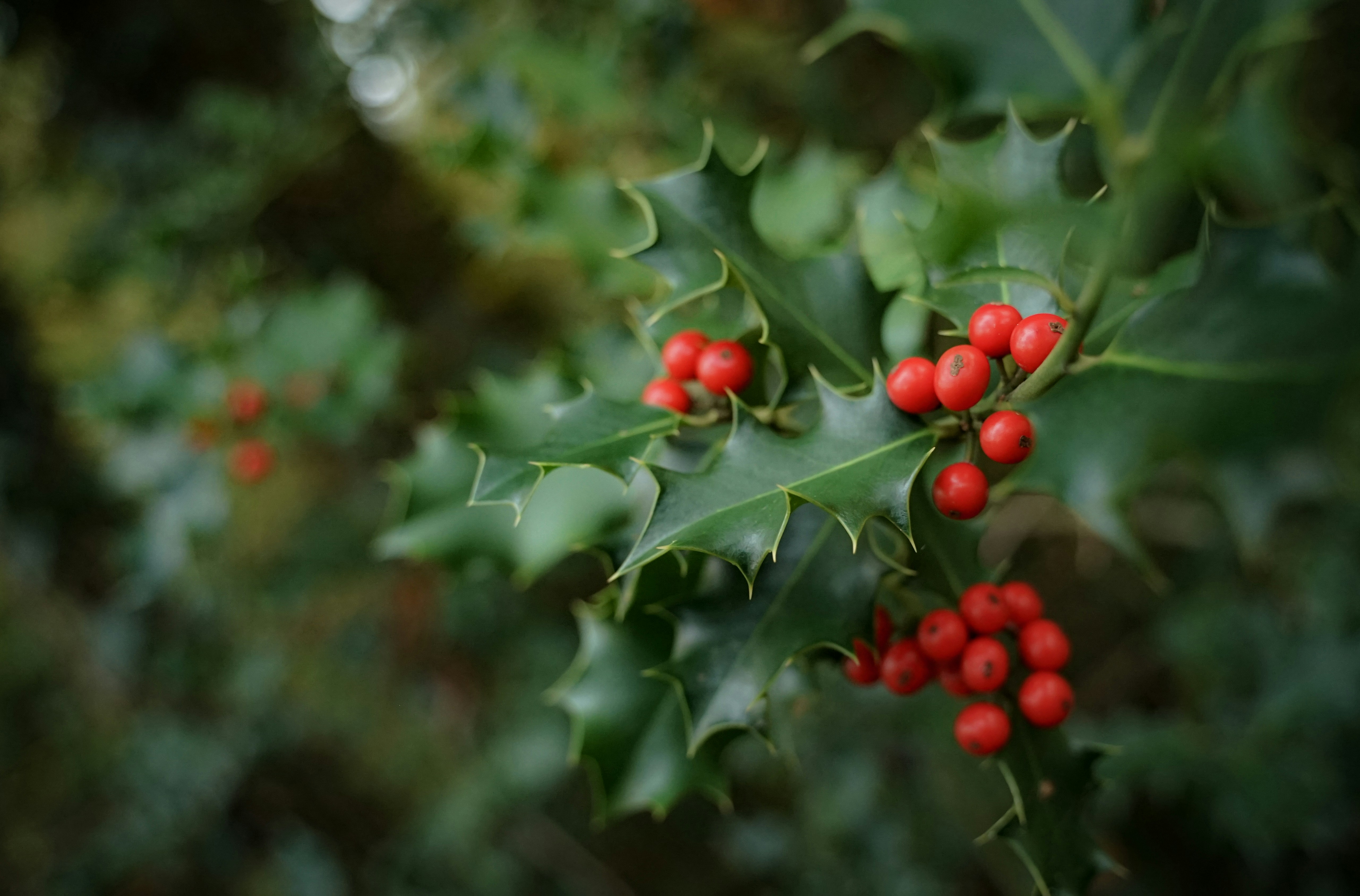 a close up of a holly with red berries