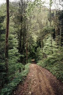 a dirt road in the middle of a forest