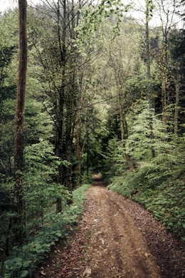 a dirt road in the middle of a forest
