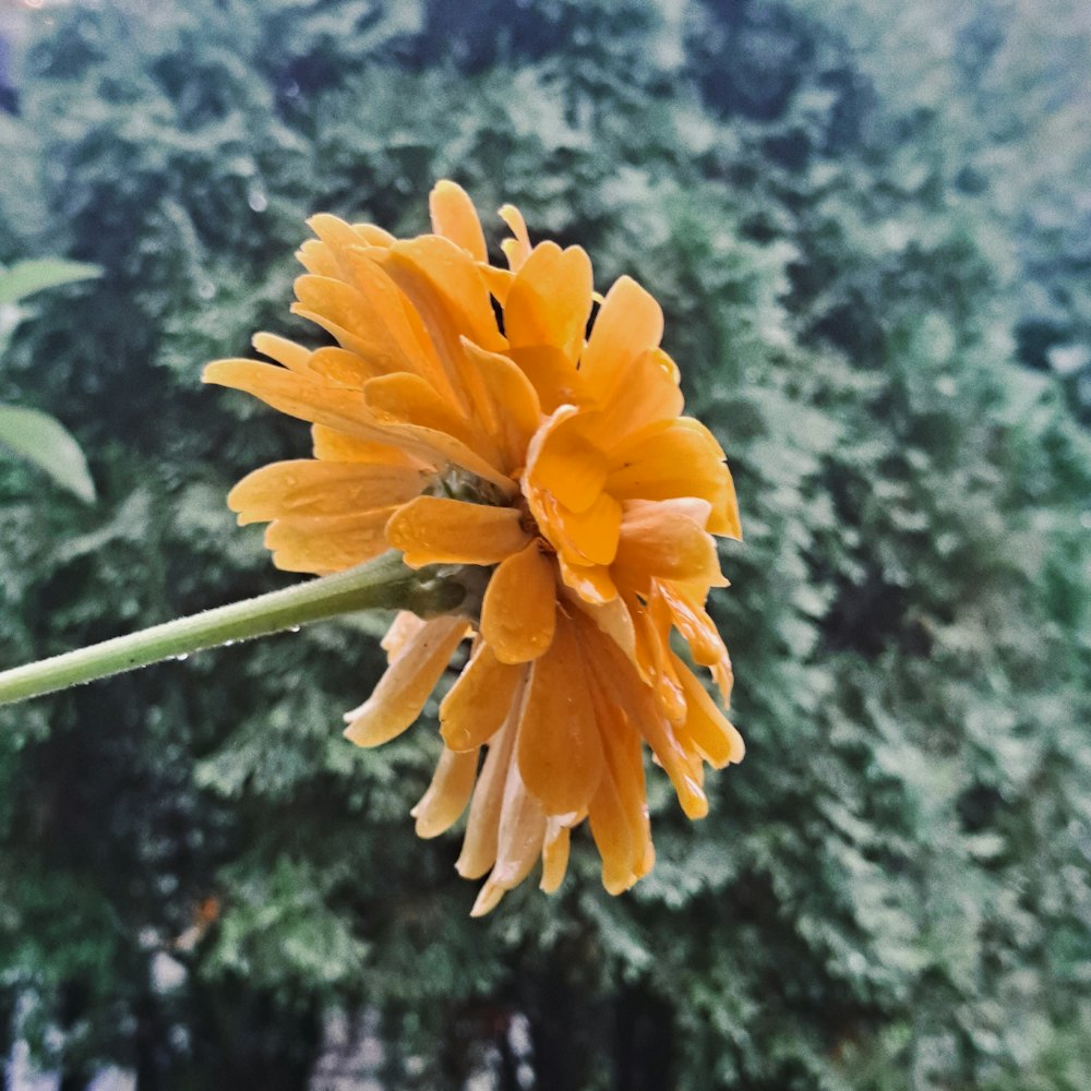 a close up of a yellow flower with trees in the background