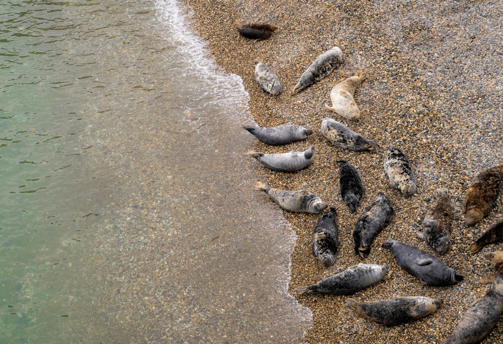 a group of dead fish on a beach