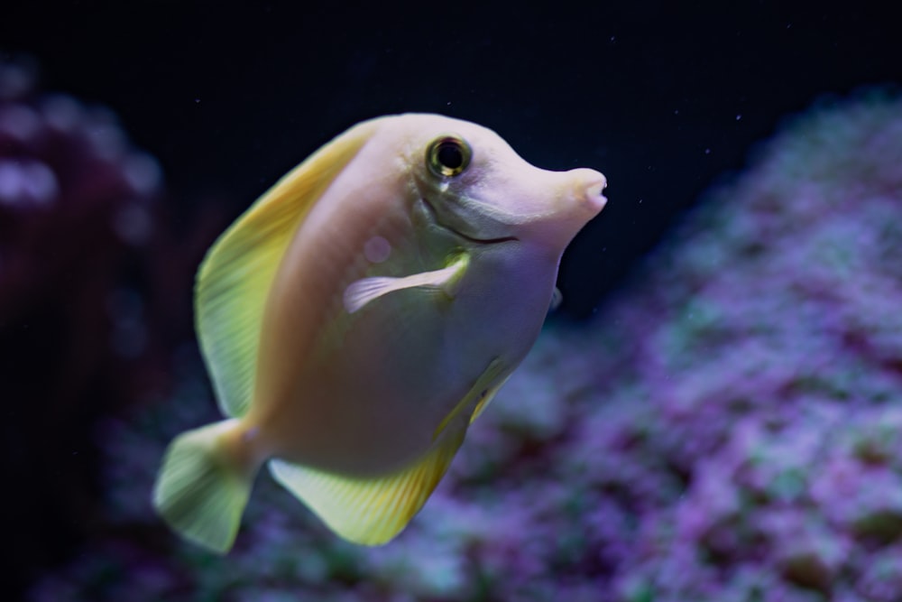 a yellow and white fish swimming in an aquarium