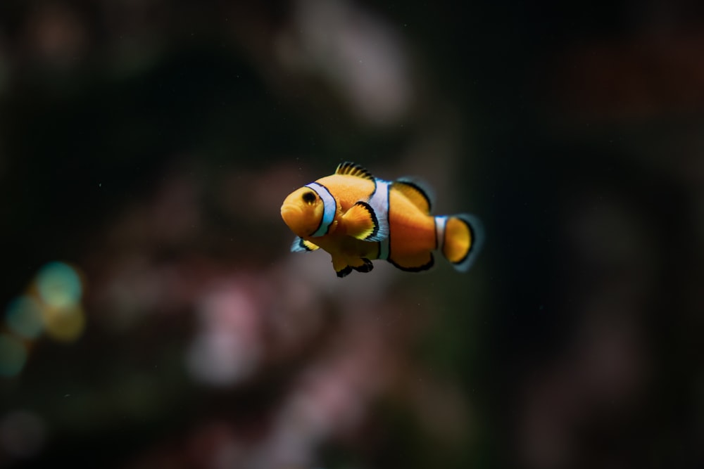 a clown fish swimming in an aquarium tank