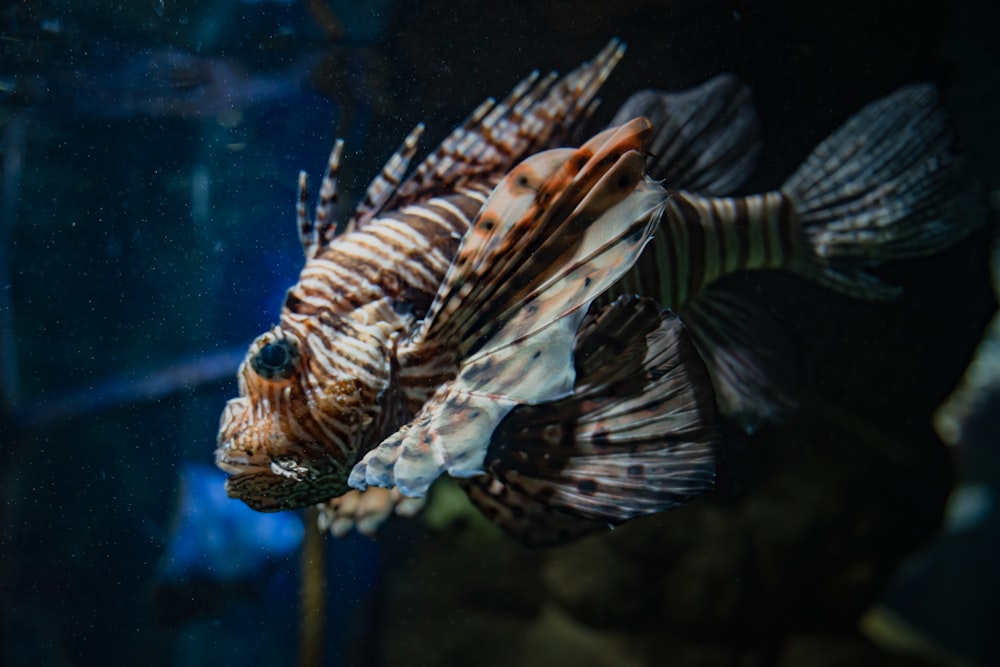 a close up of a fish in a tank