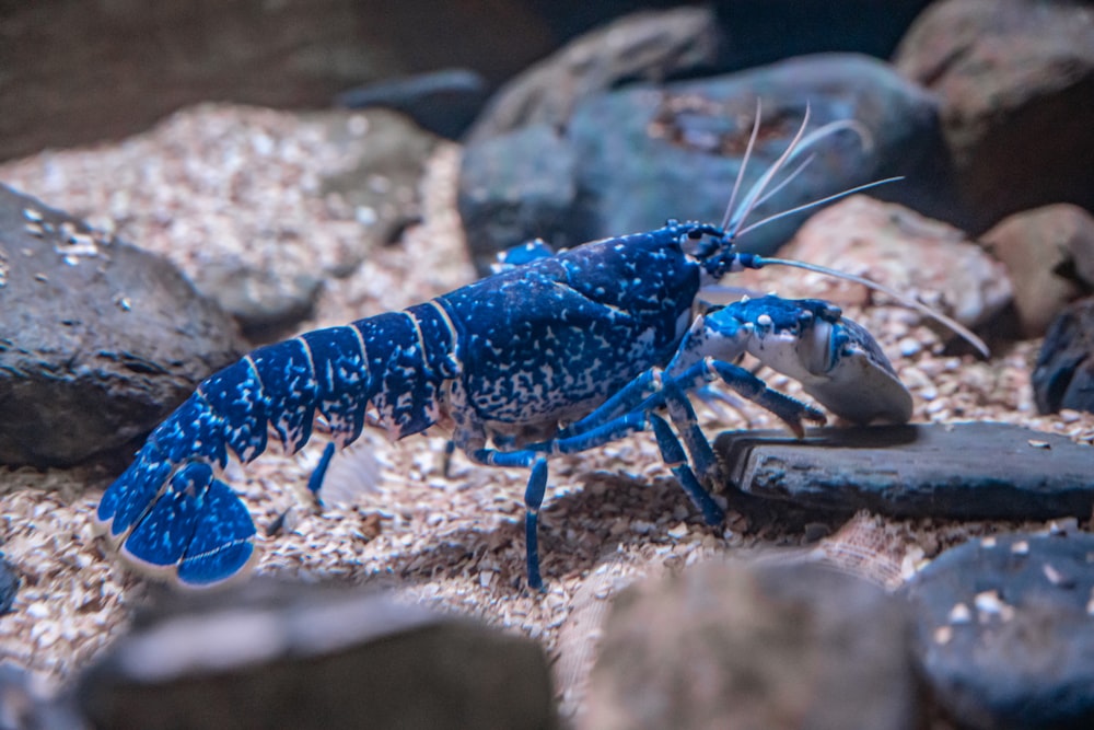 a blue lobster is standing on some rocks