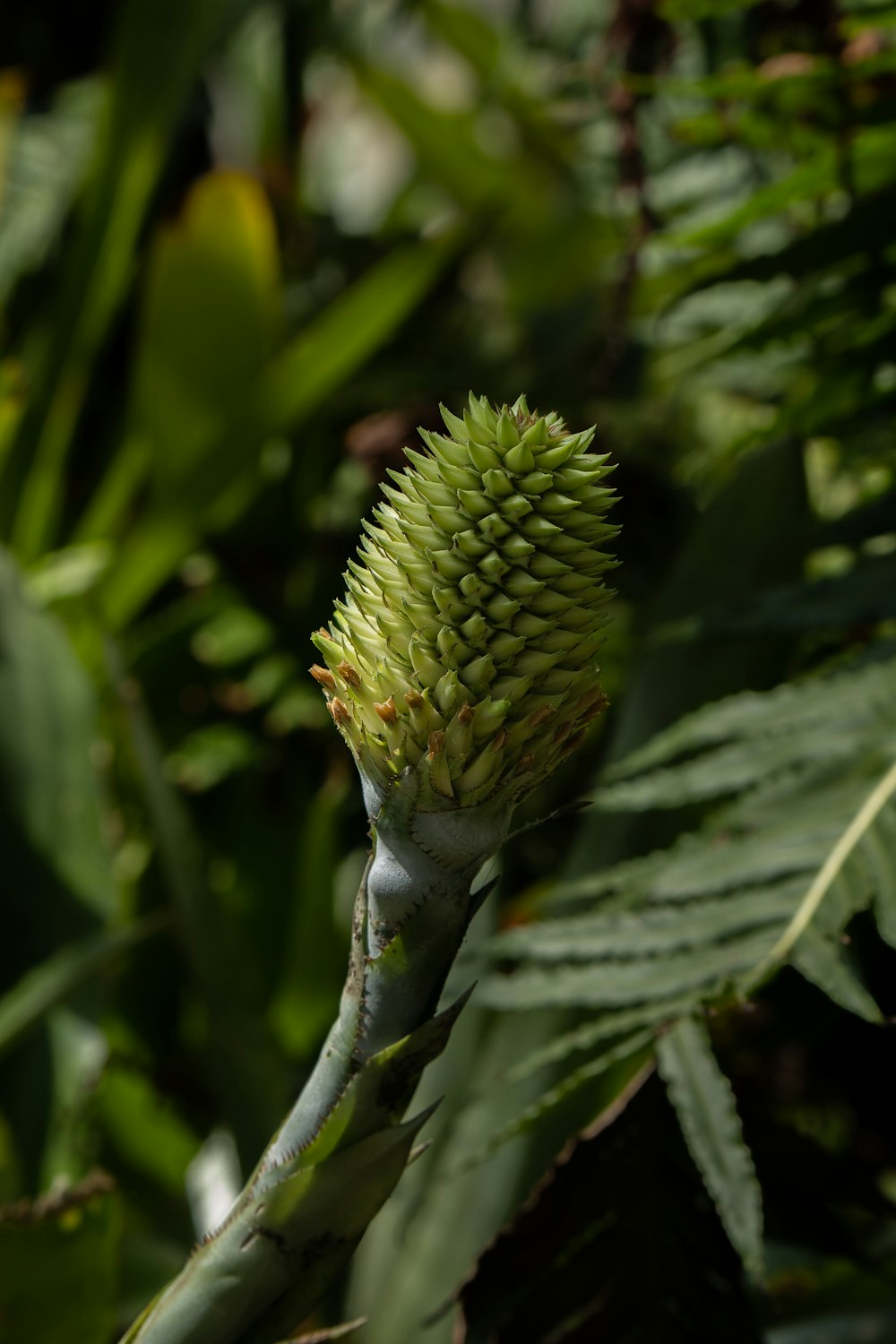 a close up of a flower on a plant