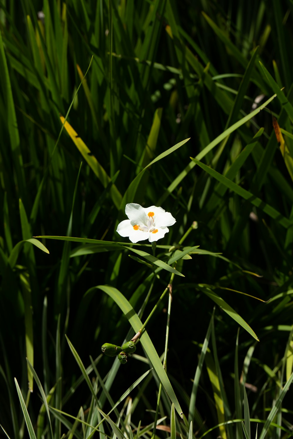 a single white flower sitting in the middle of tall grass