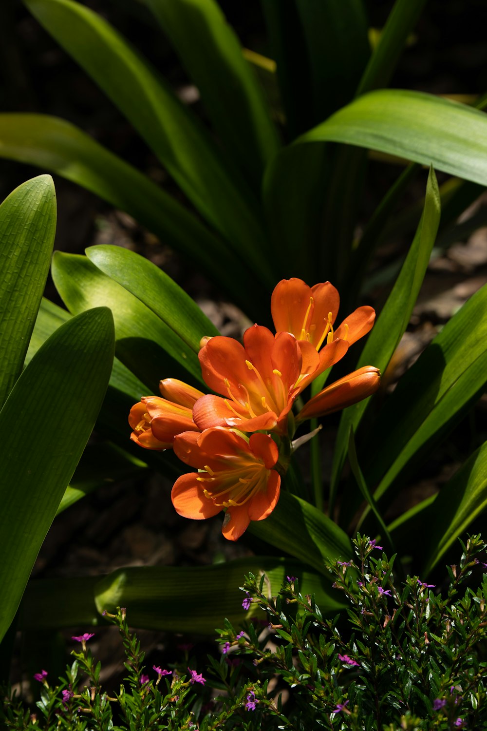 a close up of an orange flower with green leaves