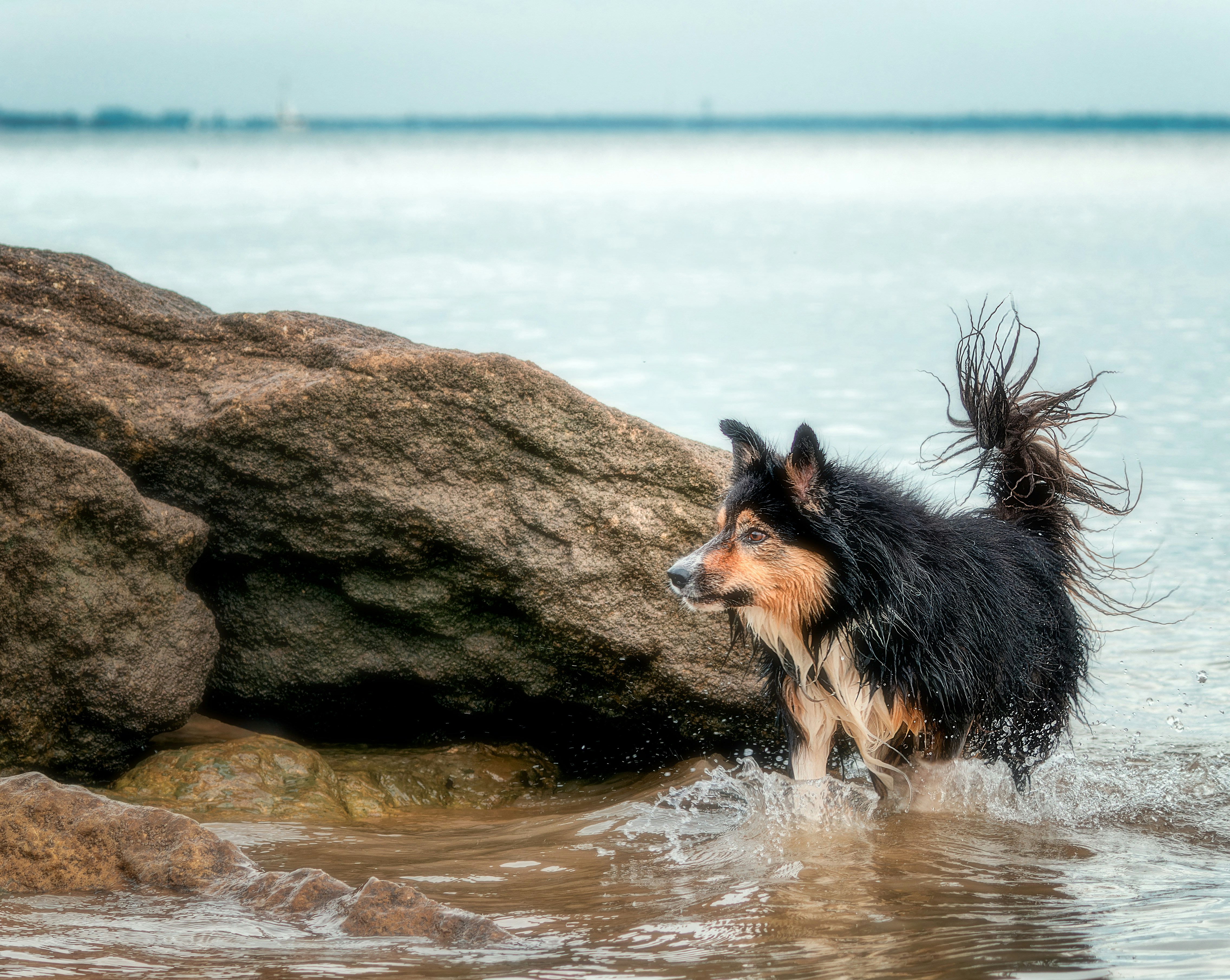 a black and brown dog standing in water next to a large rock