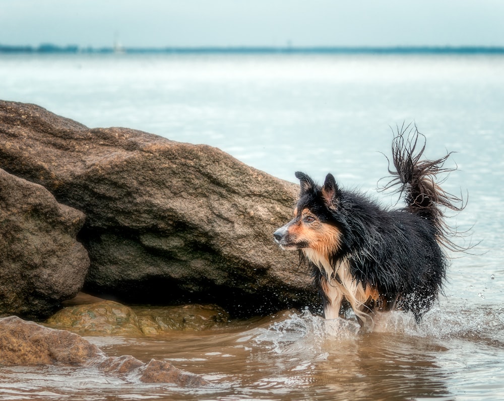 a black and brown dog standing in water next to a large rock