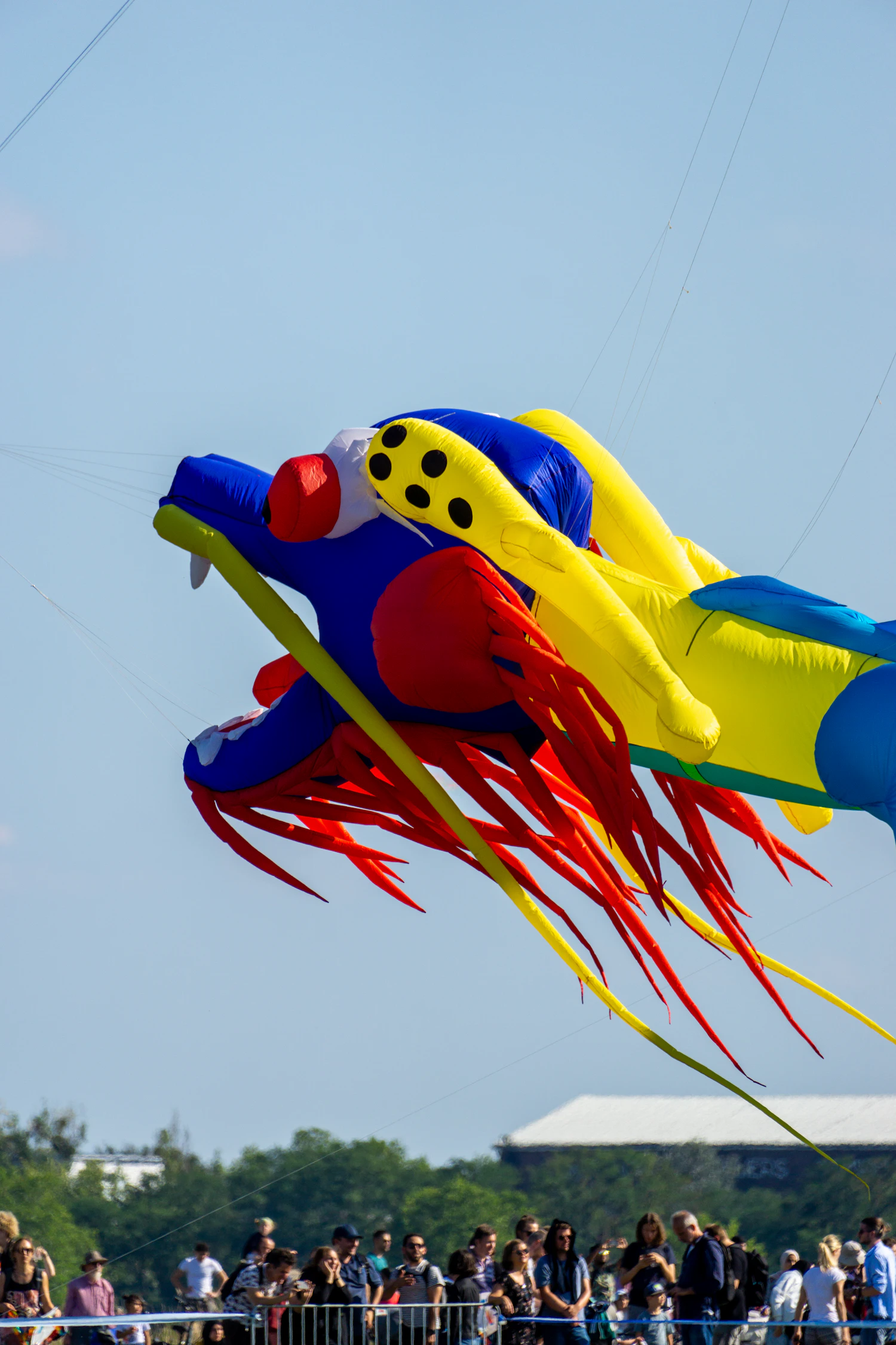 A blue and gold dragon kite with red whiskers flying close overhead