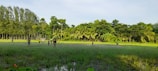 A group of people are playing a game on a grassy field surrounded by lush greenery and tall trees. The field appears to be slightly muddy or wet, indicating recent rain. The sky is clear, adding to the bright and lively scene.