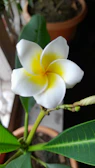 Artful arrangement of plumeria cuttings for propagation and care.