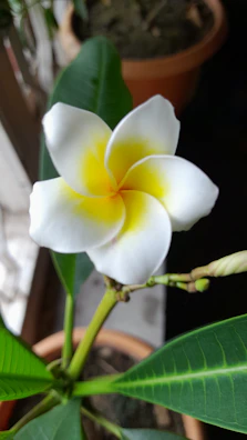 Artful arrangement of plumeria cuttings for propagation and care.