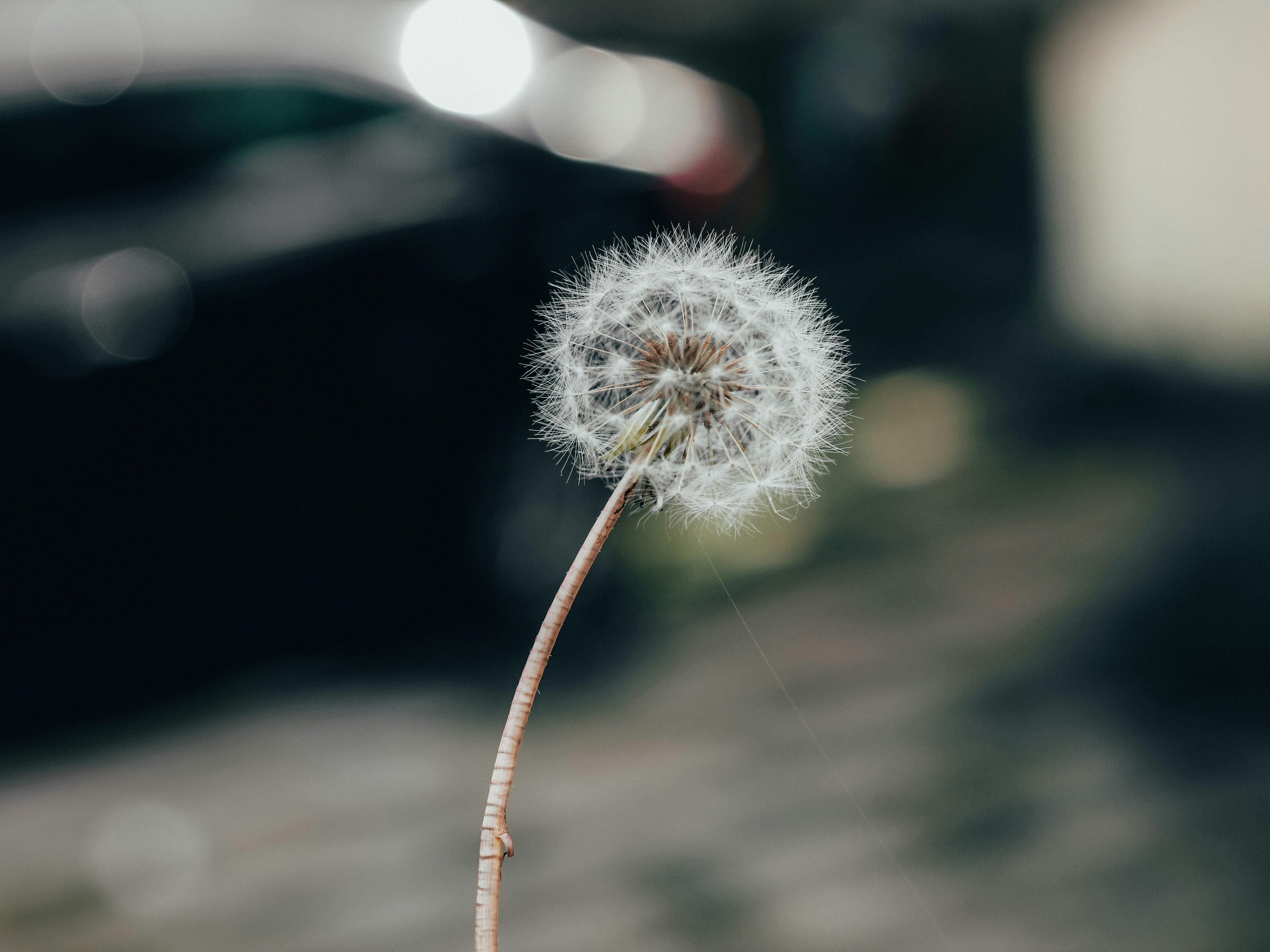 Photo by antoniojoshy