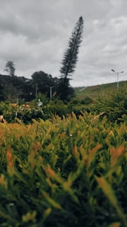 A lush green hedge in the foreground with dew drops on the leaves. In the background, a tall, narrow tree stands out against a cloudy sky. There are more trees and some street lamps visible, with a small incline in the landscape.