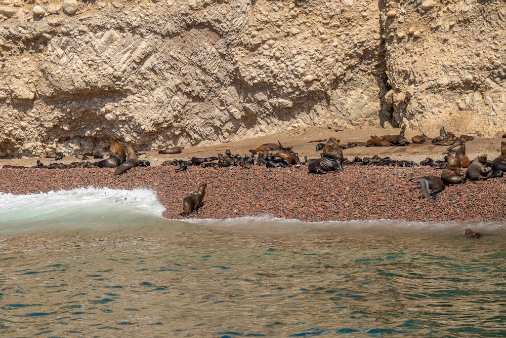 a group of sea lions resting on a rocky beach
