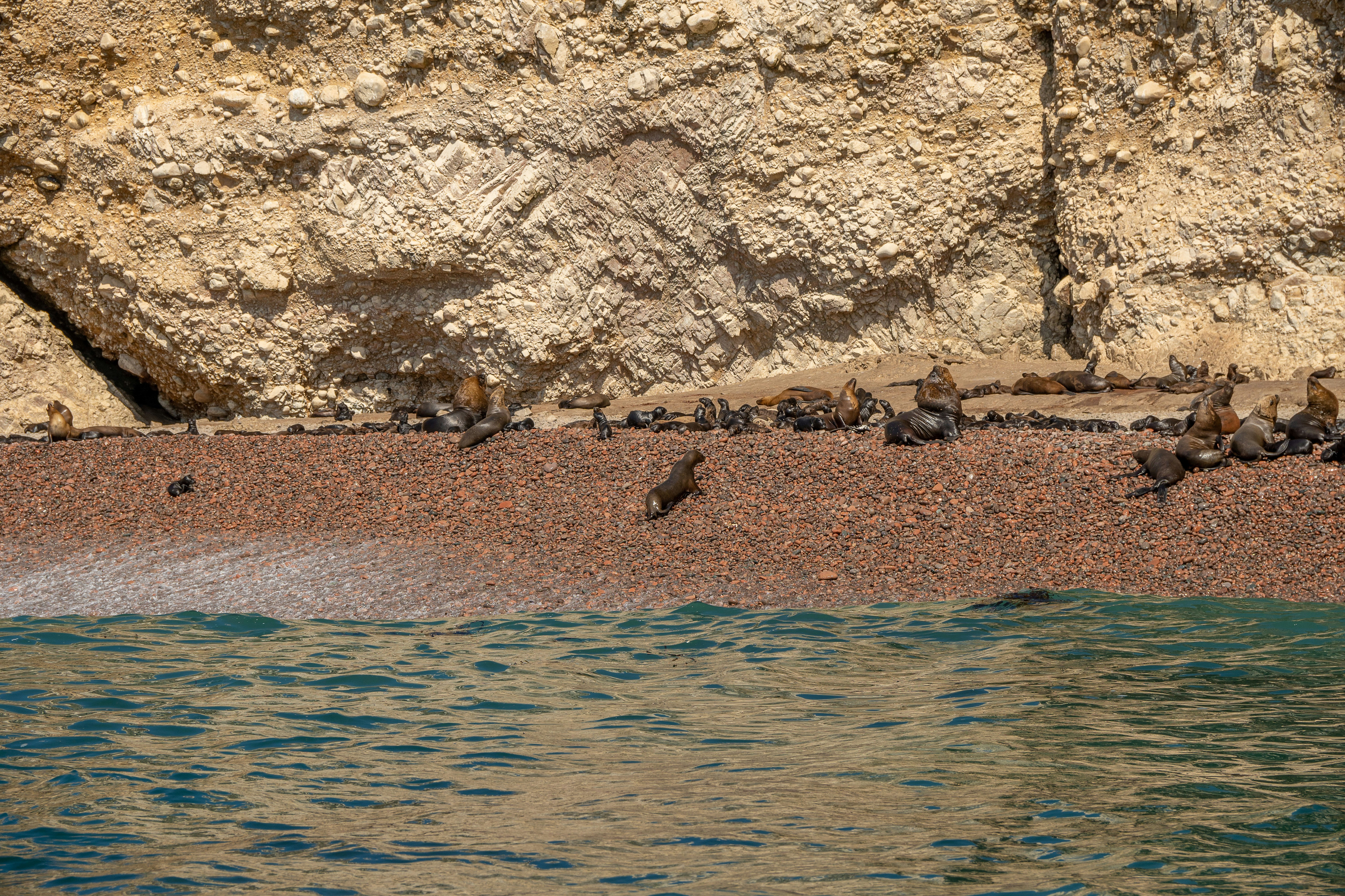 a flock of birds sitting on a beach next to a cliff