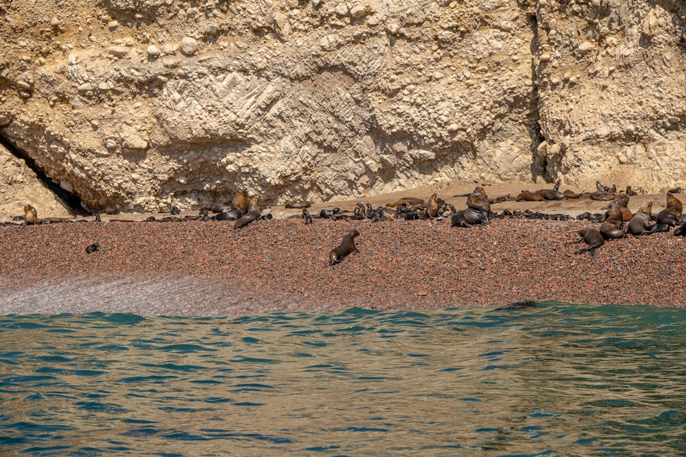 a flock of birds sitting on a beach next to a cliff