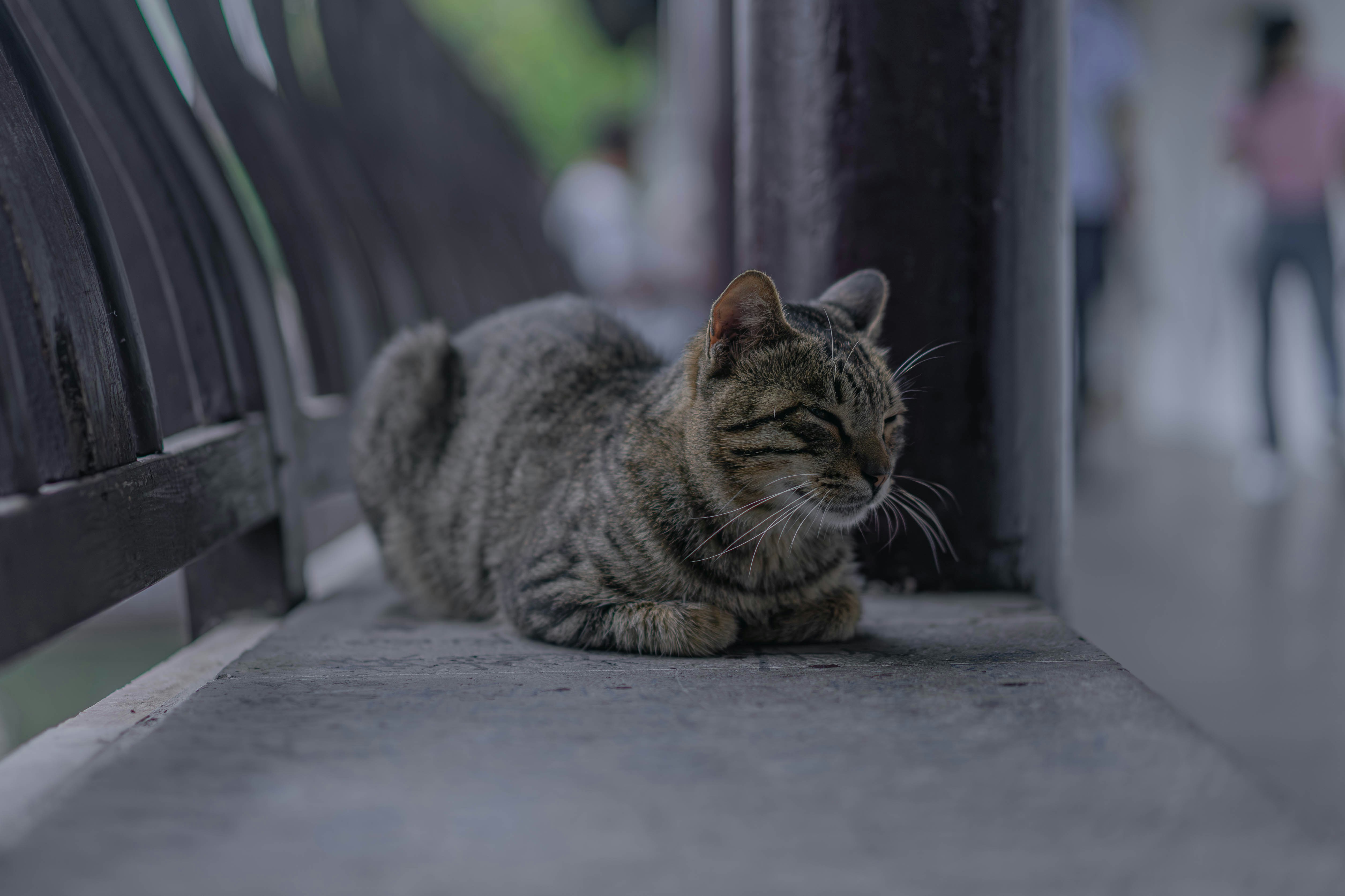 Sleep Improvement Techniques