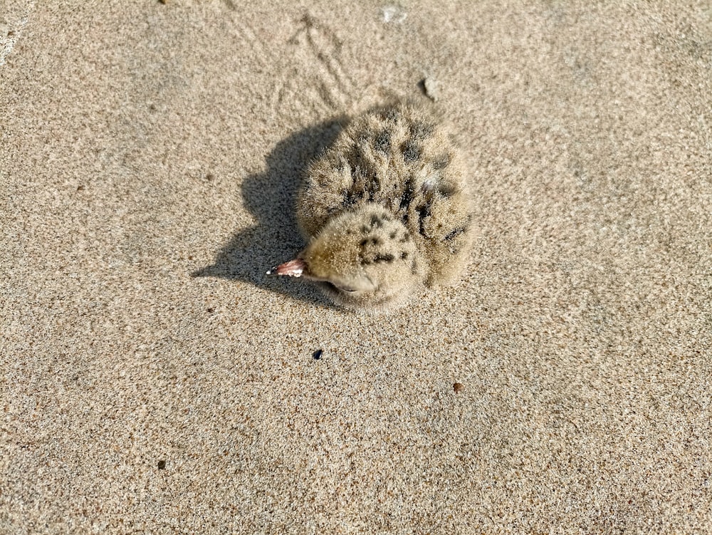 a small bird laying on top of a sandy beach