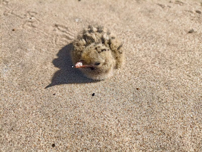 A small chick confidently perched on a wide, low wooden plank surrounded by soft, sandy flooring.