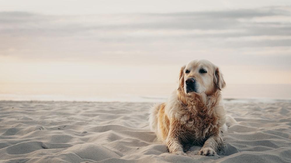 a dog sitting in the sand at the beach