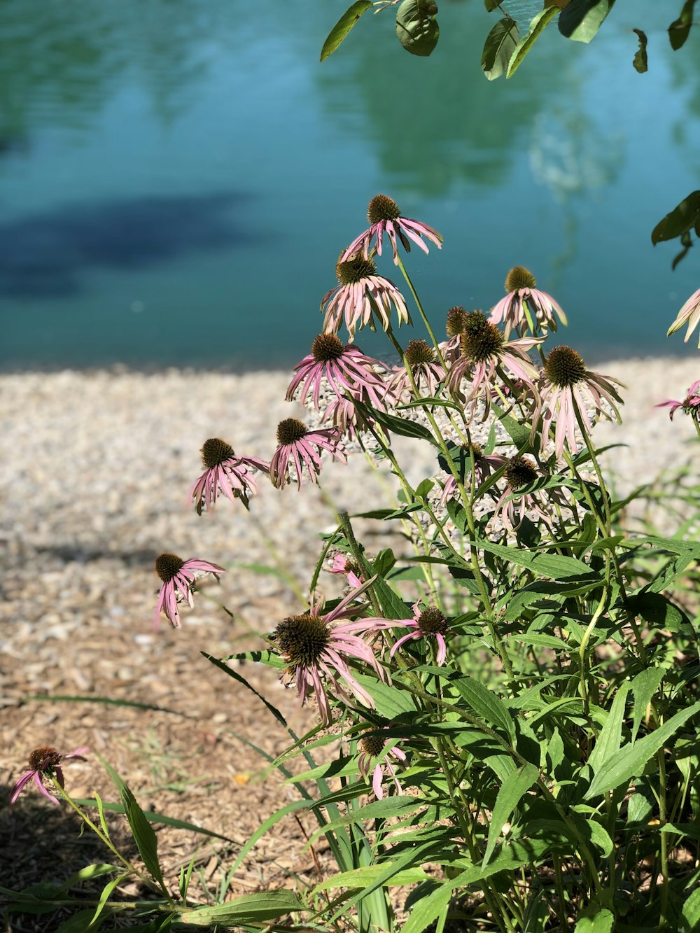 水域のそばにある花の束