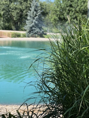 a pond with water and trees in the background